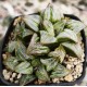 Haworthia 'AOKI MATSUI'