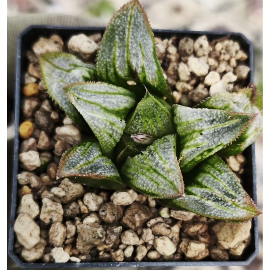 Haworthia 'AOKI MATSUI'
