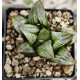 Haworthia 'AOKI MATSUI'