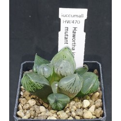 Haworthia Ice Crystal mutant