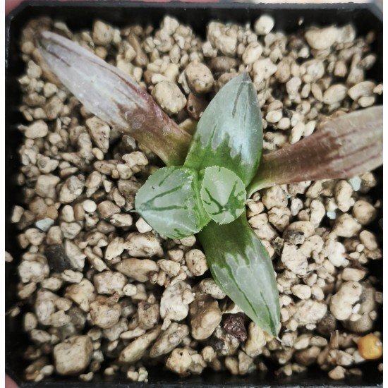 Haworthia mutant 'ICE CITY' hybrid