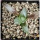 Haworthia mutant 'ICE CITY' hybrid