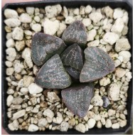 Haworthia dekenahii var. argenteo-maculosa GM 326