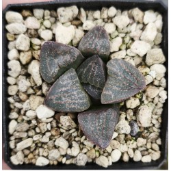 Haworthia dekenahii var. argenteo-maculosa GM 326
