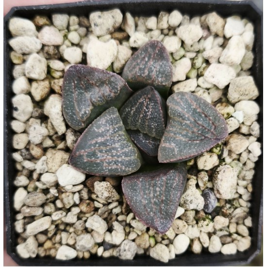 Haworthia dekenahii var. argenteo-maculosa GM 326