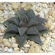 Haworthia koelmaniorum var. mcmurtryii groblerdar SW of Loskop Dam