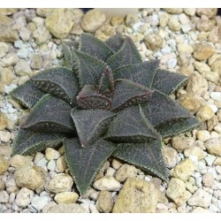 Haworthia koelmaniorum var. mcmurtryii groblerdar SW of Loskop Dam