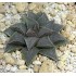 Haworthia koelmaniorum var. mcmurtryii groblerdar SW of Loskop Dam