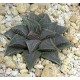Haworthia koelmaniorum var. mcmurtryii groblerdar SW of Loskop Dam