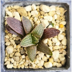 Haworthia koelmaniorum var. mcmurtryii groblerdar SW of Loskop Dam