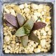 Haworthia koelmaniorum var. mcmurtryii groblerdar SW of Loskop Dam