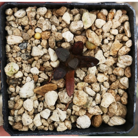 Haworthiopsis bruynsii GM 258