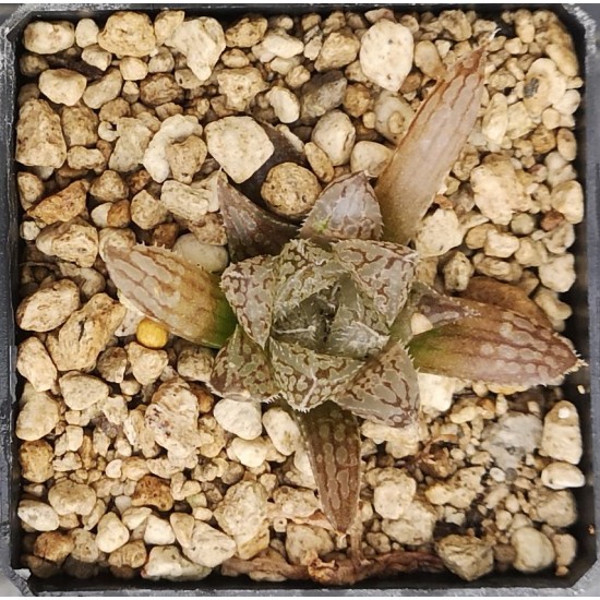 Haworthia pubescens var. livida