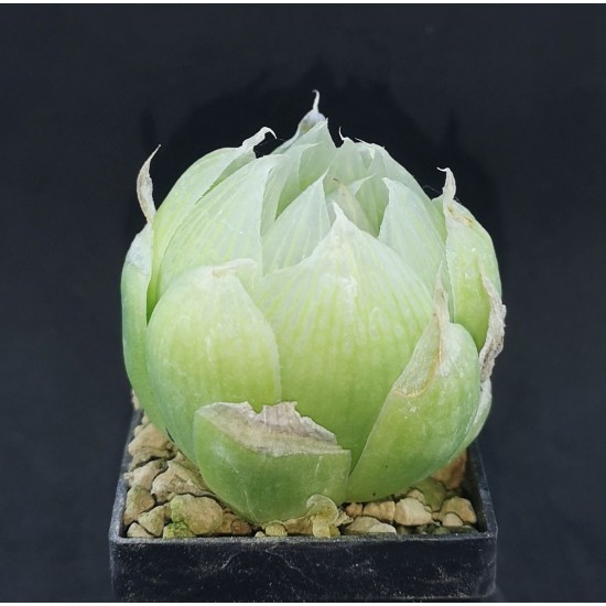 Haworthia lockwoodii