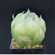 Haworthia lockwoodii