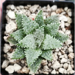 Haworthia maraisii Haworthia maraisii