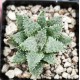 Haworthia maraisii Haworthia maraisii