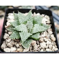 Haworthia maraisii Haworthia maraisii