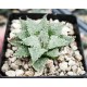 Haworthia maraisii Haworthia maraisii