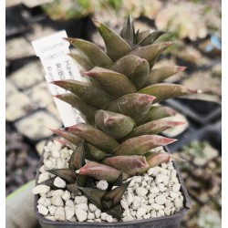 Haworthia beanii RIB0624  10 km NE of Patensie