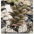 Haworthia beanii RIB0624  10 km NE of Patensie