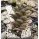 Haworthia beanii RIB0624  10 km NE of Patensie