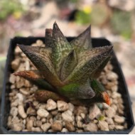 Haworthiopsis scabra var. morrisiae JDV90/82-H03
