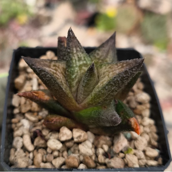 Haworthiopsis scabra var. morrisiae JDV90/82-H03