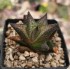 Haworthiopsis scabra var. morrisiae JDV90/82-H03