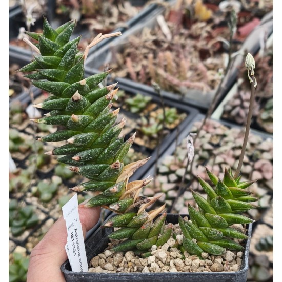 Astroloba congesta IB11331