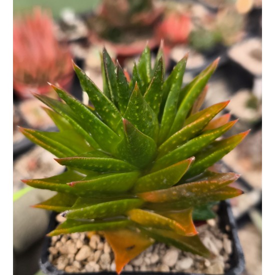 × Astrolista bicarinata (Haw.) Molteno & Figueiredo