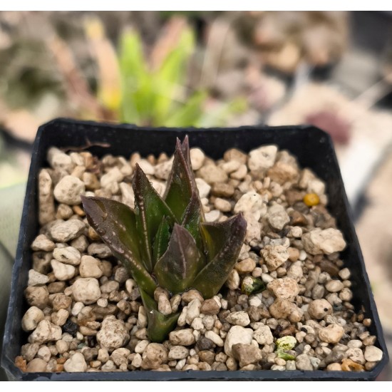 × Astrolista bicarinata (Haw.) Molteno & Figueiredo