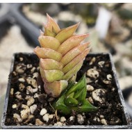 Haworthia viscosa, Calitzdorp