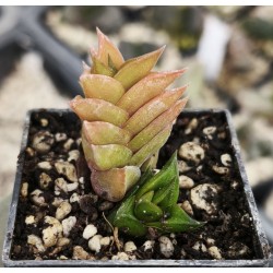 Haworthia viscosa, Calitzdorp