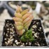 Haworthia viscosa, Calitzdorp