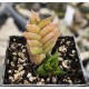 Haworthia viscosa, Calitzdorp
