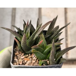 Haworthia nigra IB8580