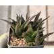 Haworthia nigra IB8580
