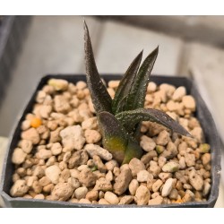 Haworthia nigra IB8580