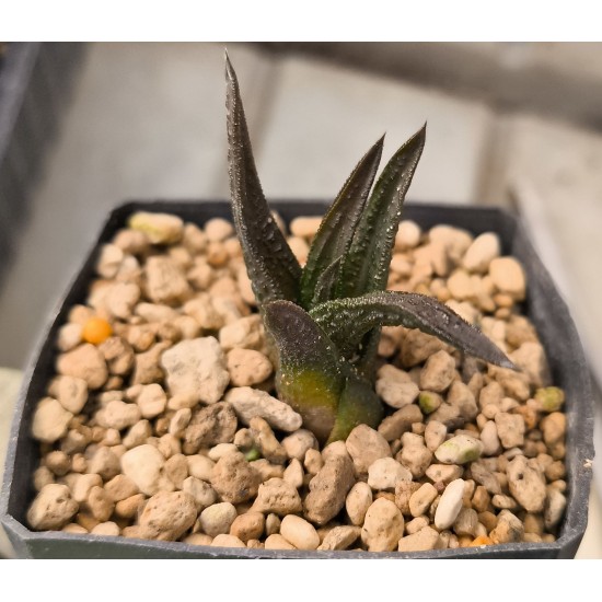 Haworthia nigra IB8580