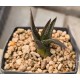 Haworthia nigra IB8580