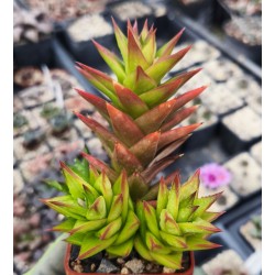 Astroloba congesta, Alicedale