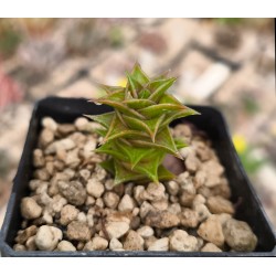 Astroloba foliosa IB06999 Turksvygrivier SW of Pearston