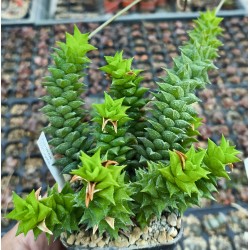 Astroloba corrugata