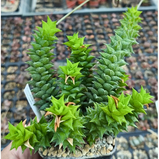 Astroloba corrugata
