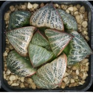 Haworthia splendens 'Horigawa No.1'