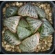 Haworthia splendens 'Horigawa No.1' s Haworthia splendens 'Horigawa No.1' s