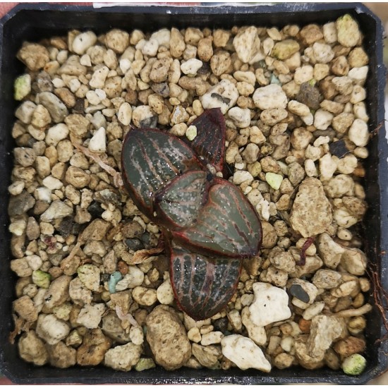 Haworthia splendens 'Horigawa No.1' s Haworthia splendens 'Horigawa No.1' s