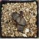 Haworthia splendens 'Horigawa No.1' s Haworthia splendens 'Horigawa No.1' s