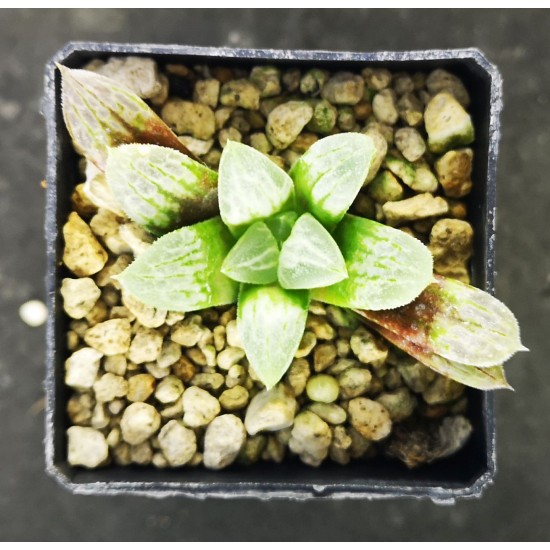 Haworthia splendens 'LOVEHEARTS'